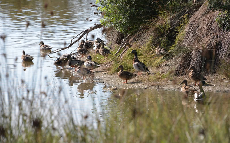 Naturpark Albufera de Alcudia